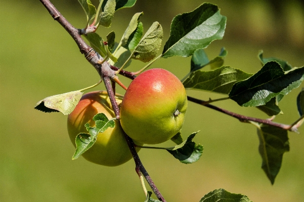 Apple tree nature branch Photo