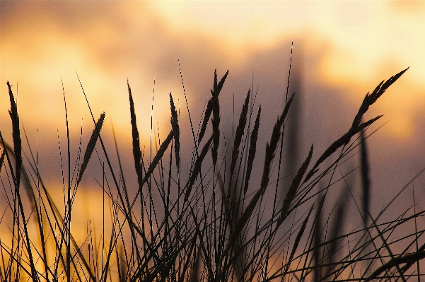 Beach sea coast tree Photo