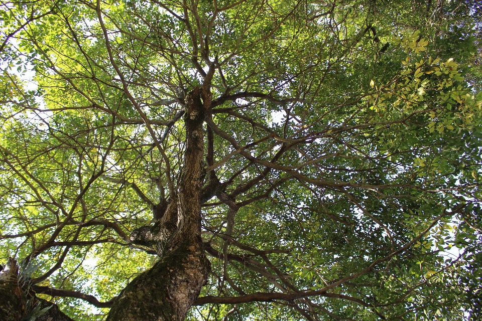 Albero natura foresta ramo