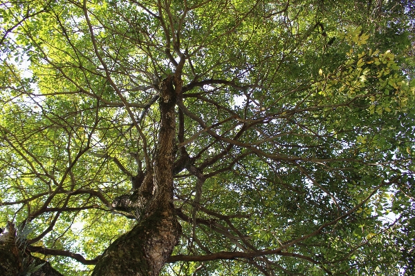 Tree nature forest branch Photo