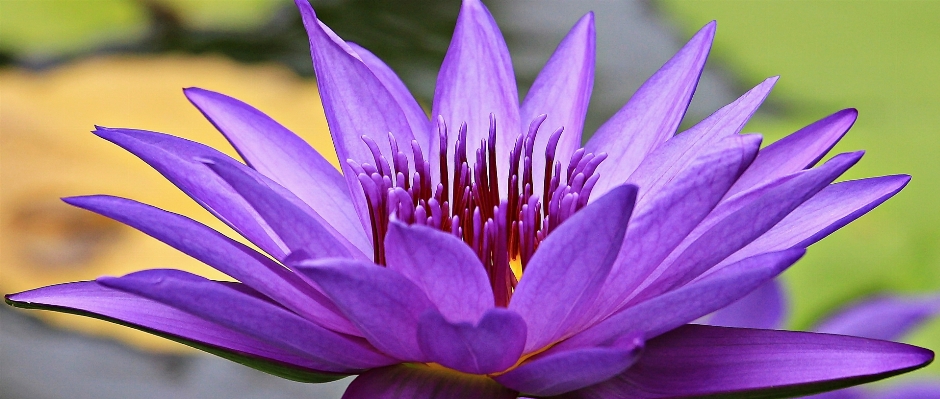 Water nature blossom plant Photo