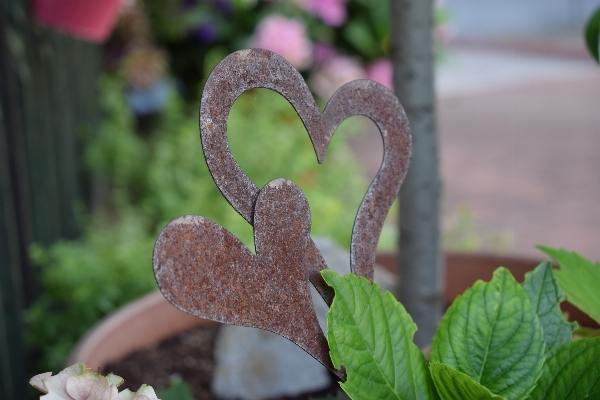 Nature plant leaf flower Photo