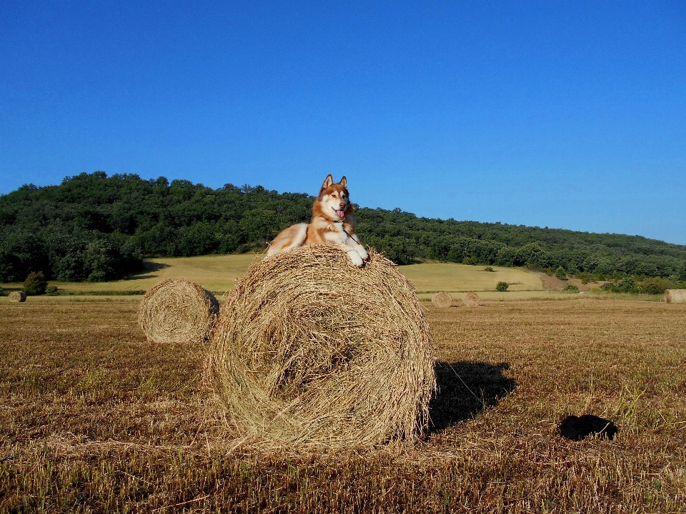 Grass plant hay field