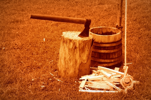 Tree wood log soil Photo