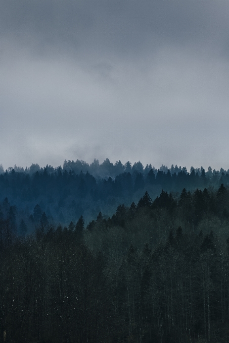 Landscape tree nature forest