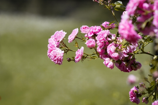 Nature branch blossom plant Photo