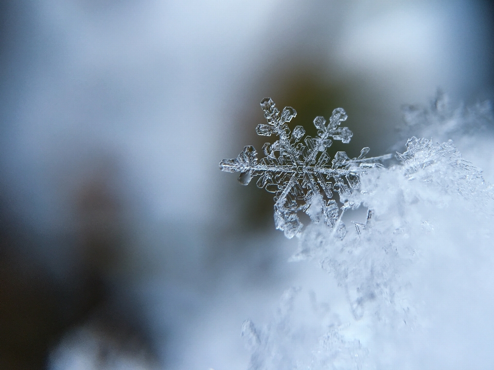 Drzewo natura oddział śnieg