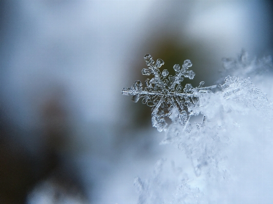 Baum natur zweig schnee Foto