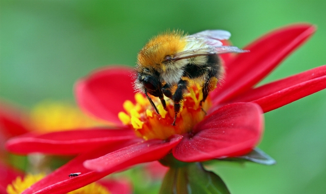 Nature blossom plant flower Photo