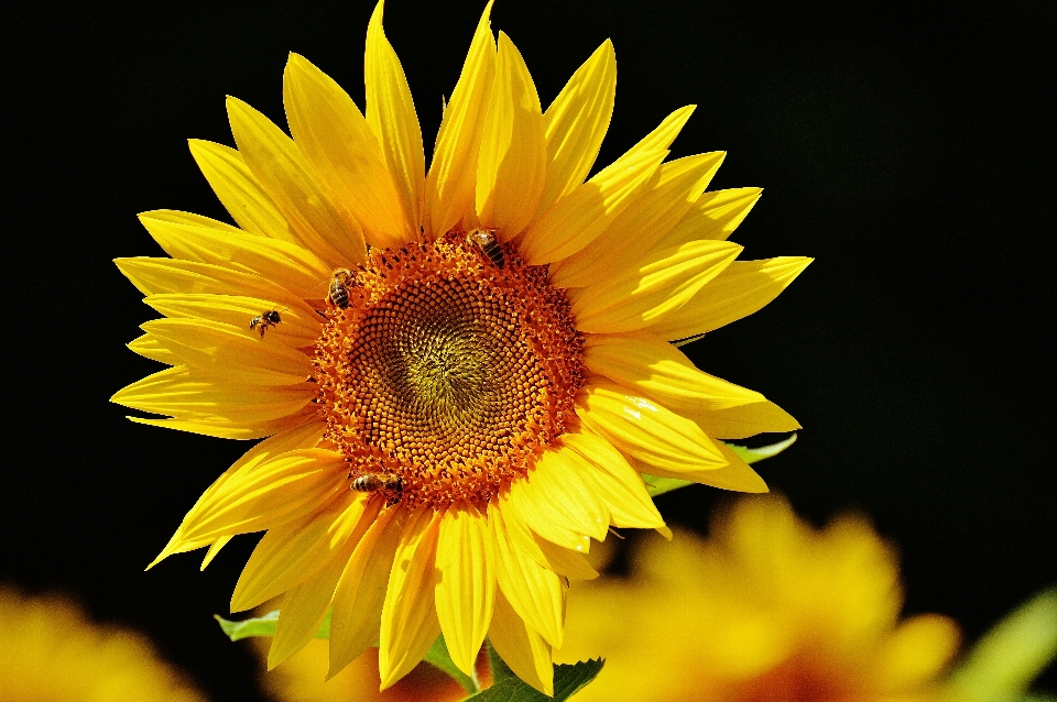 Nature blossom plant sun