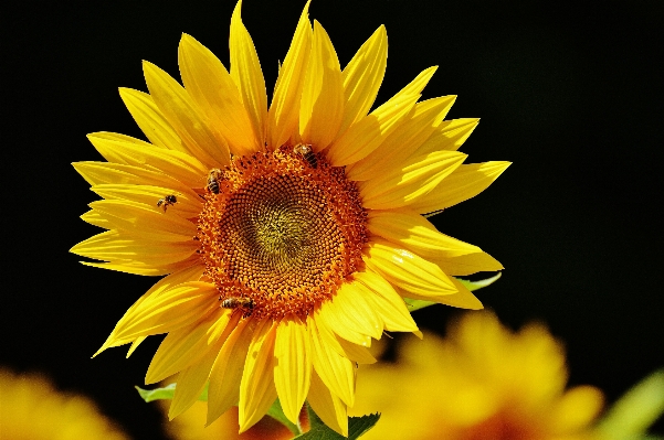 Nature blossom plant sun Photo