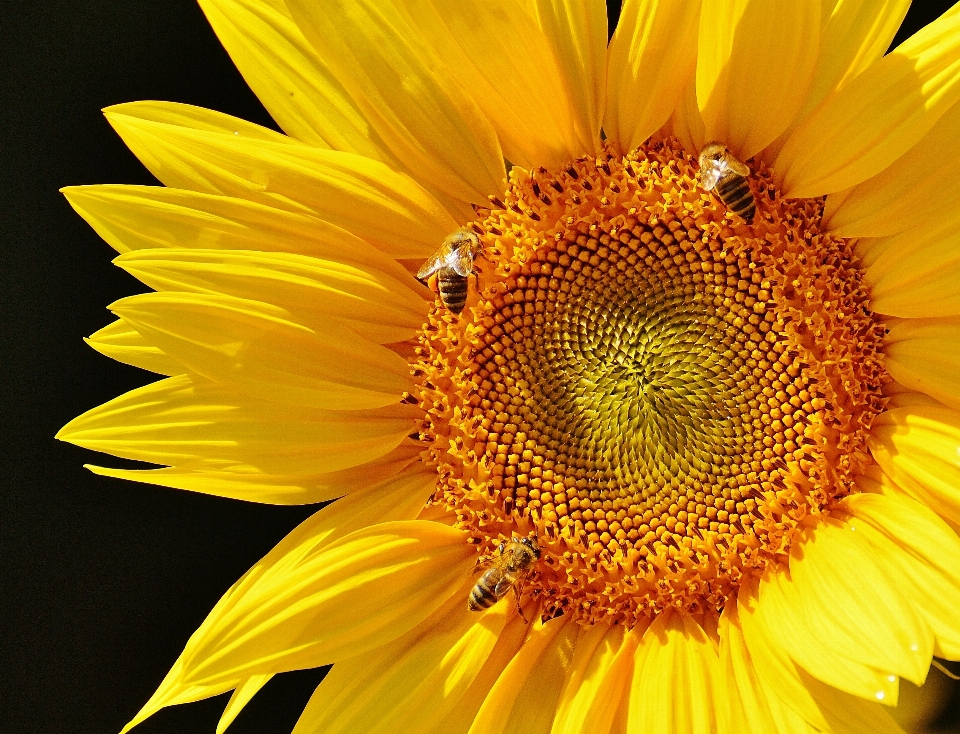 Natur blüte anlage sonne