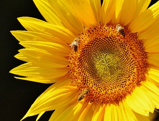 Nature blossom plant sun Photo