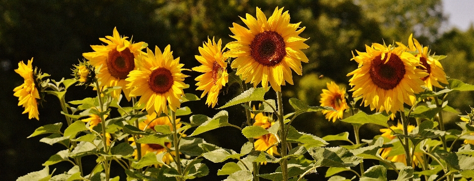 Nature blossom plant sun