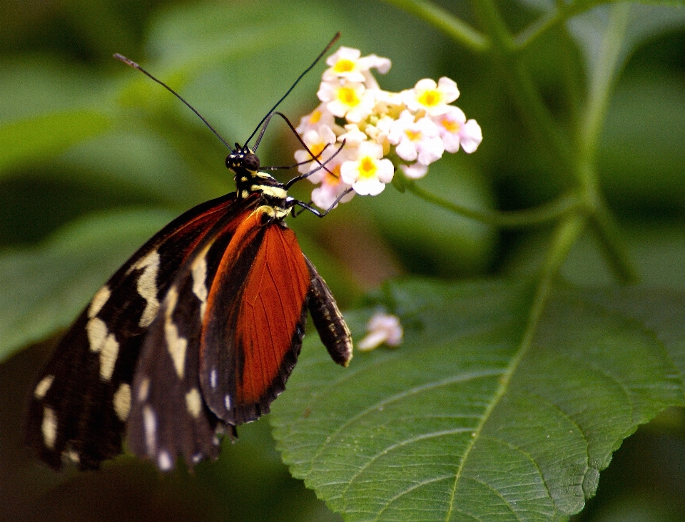 Nature wing leaf flower