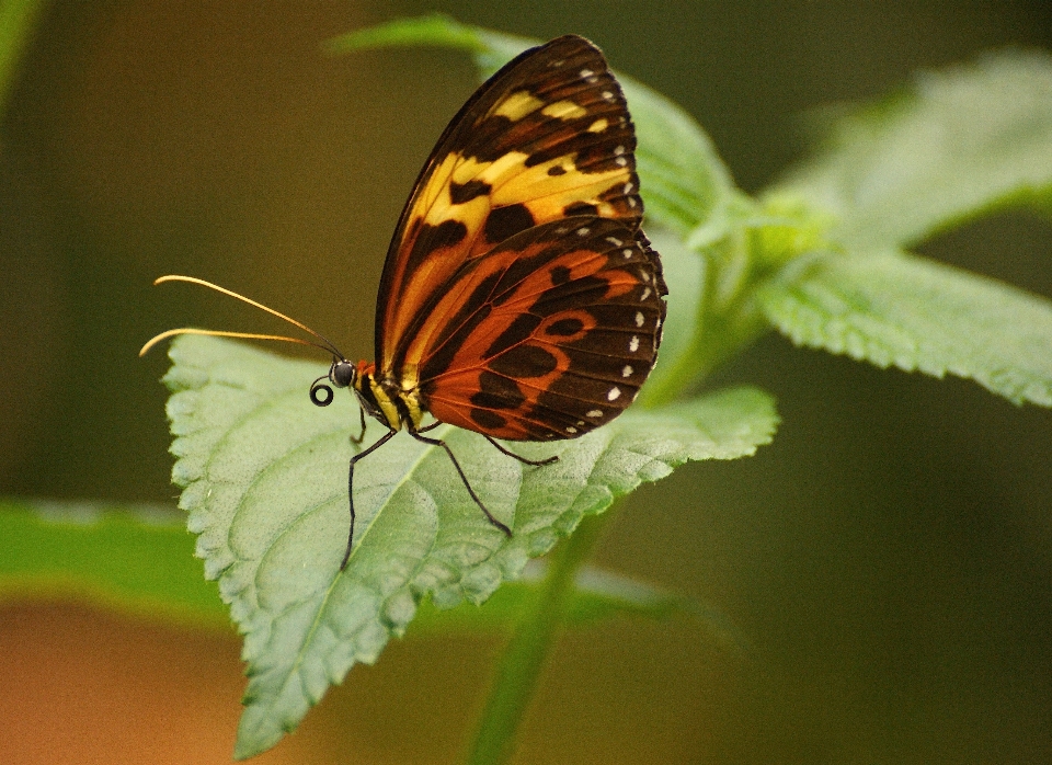 Naturaleza ala fotografía hoja