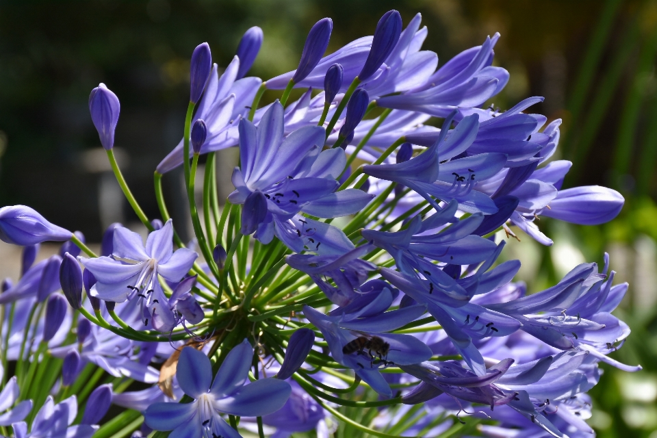 Nature blossom plant flower