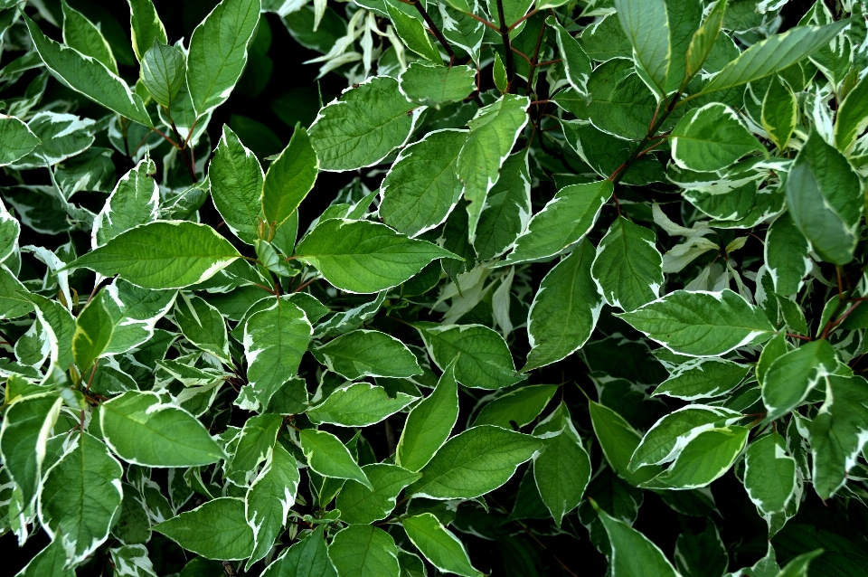 Tree plant leaf flower