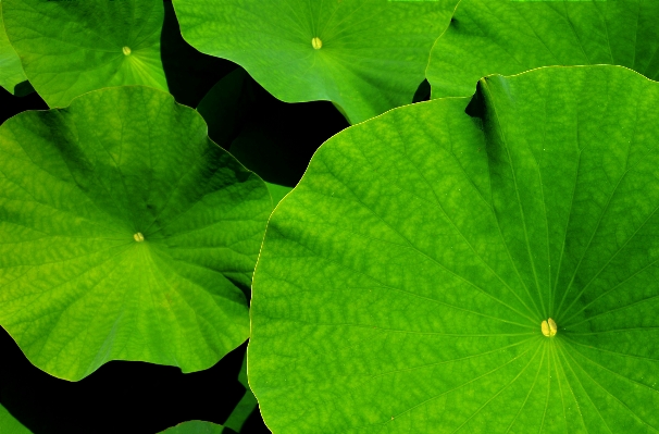 Foto Alam tanaman daun bunga