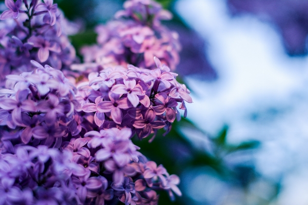 Nature branch blossom bokeh Photo