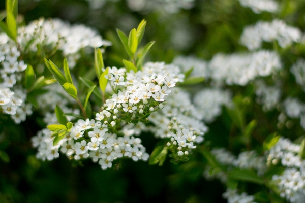 Nature branch blossom plant Photo