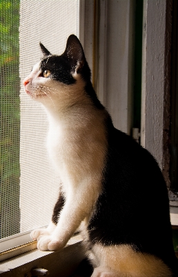 Photo Noir et blanc
 duveteux chaton chat