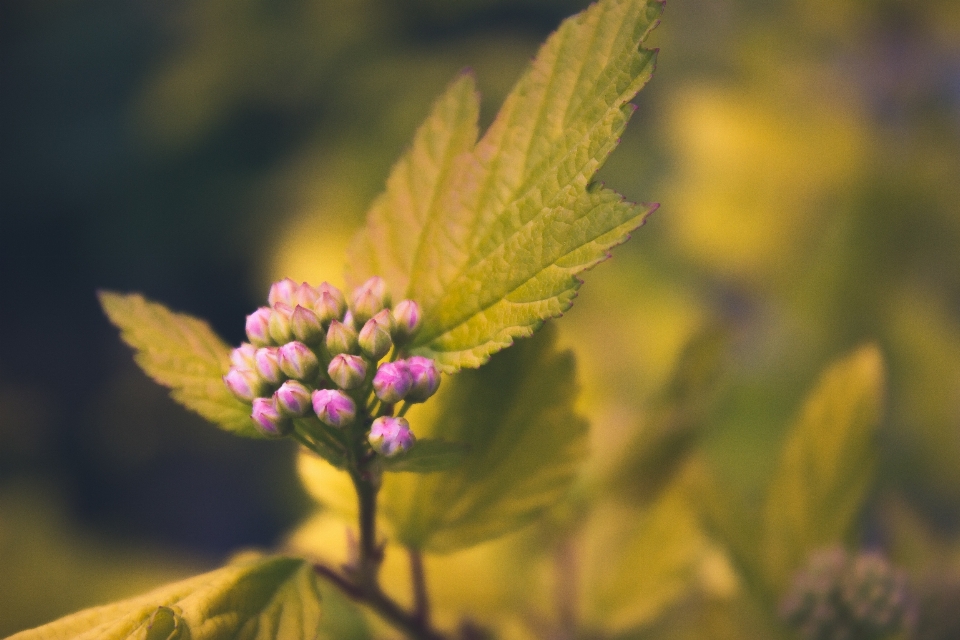 árvore natureza filial florescer