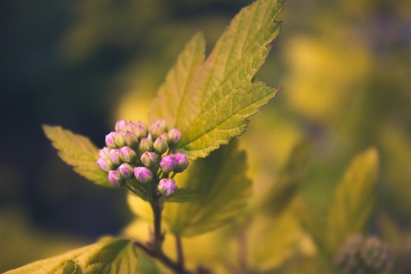 Tree nature branch blossom Photo