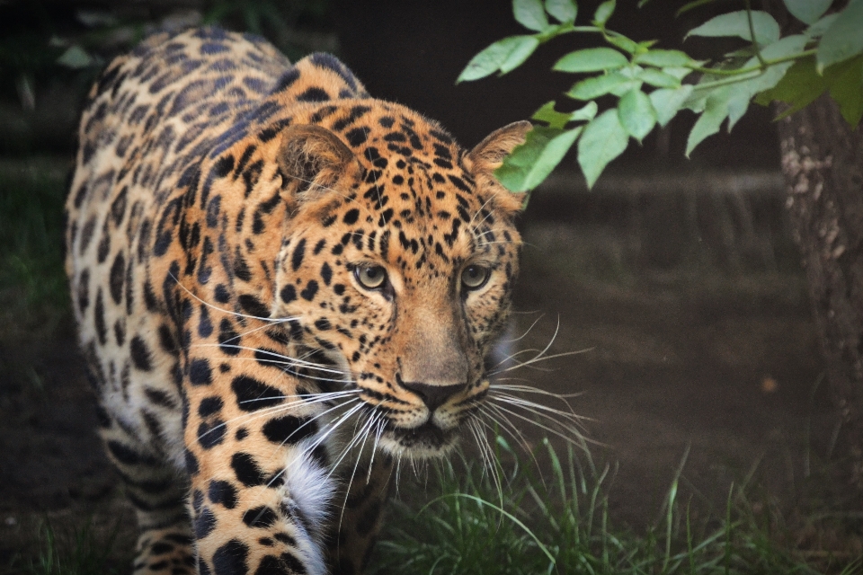 Animal fauna silvestre salvaje zoo