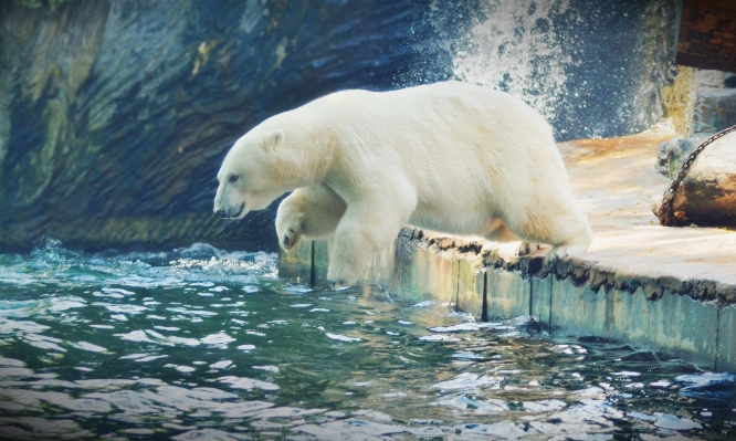 Water nature animal jump Photo