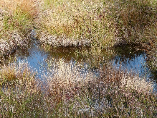 Landscape tree water nature Photo