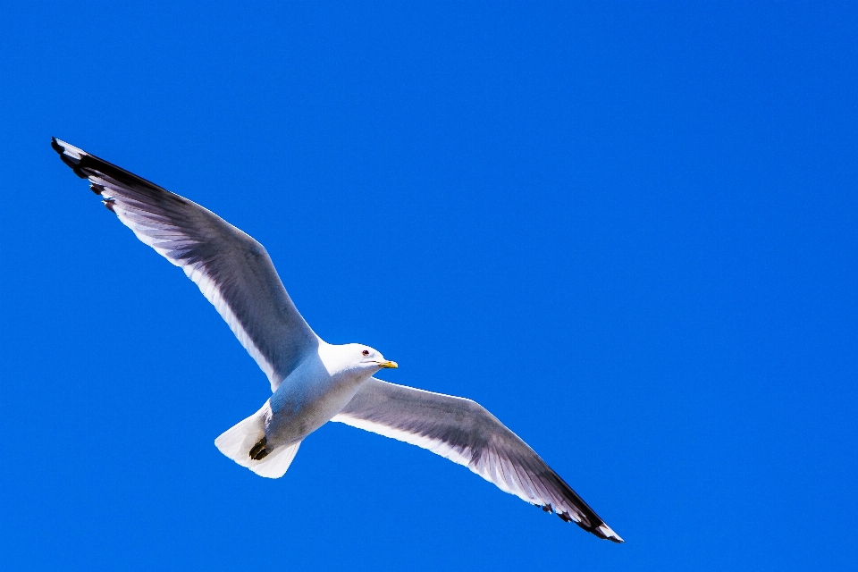 Vogel flügel himmel seevogel
