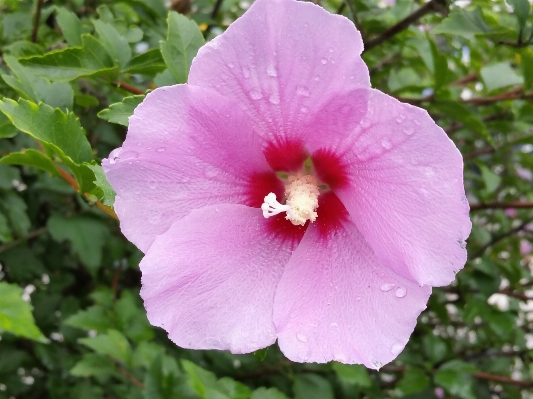 Blossom plant flower petal Photo