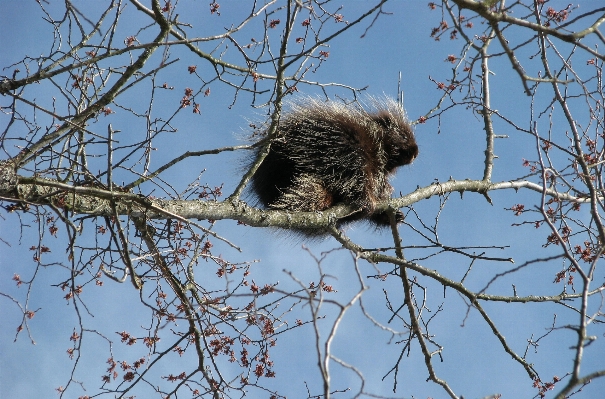 木 ブランチ 鳥 農場 写真