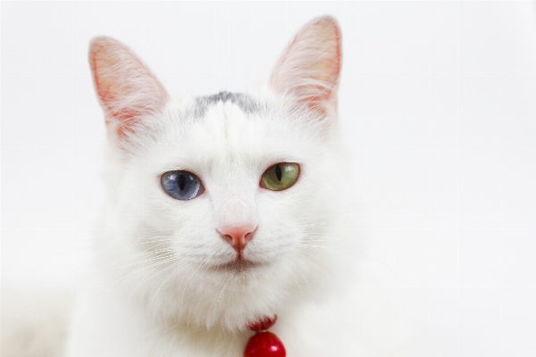 White bell kitten cat Photo