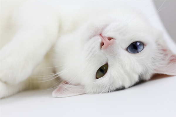 White kitten cat mammal Photo