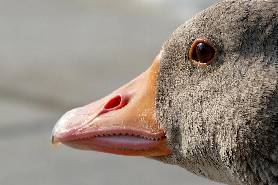 Natureza pássaro animal animais selvagens