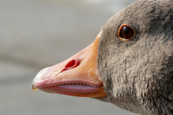 Foto Alam burung satwa margasatwa