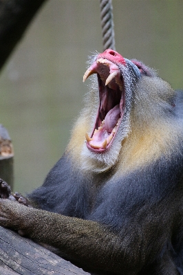 Animal wildlife zoo beak Photo