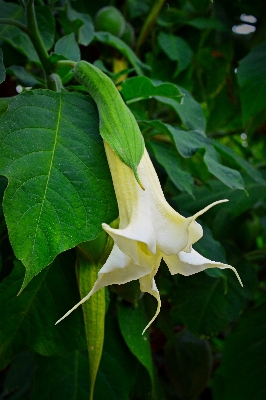 Nature blossom plant leaf Photo