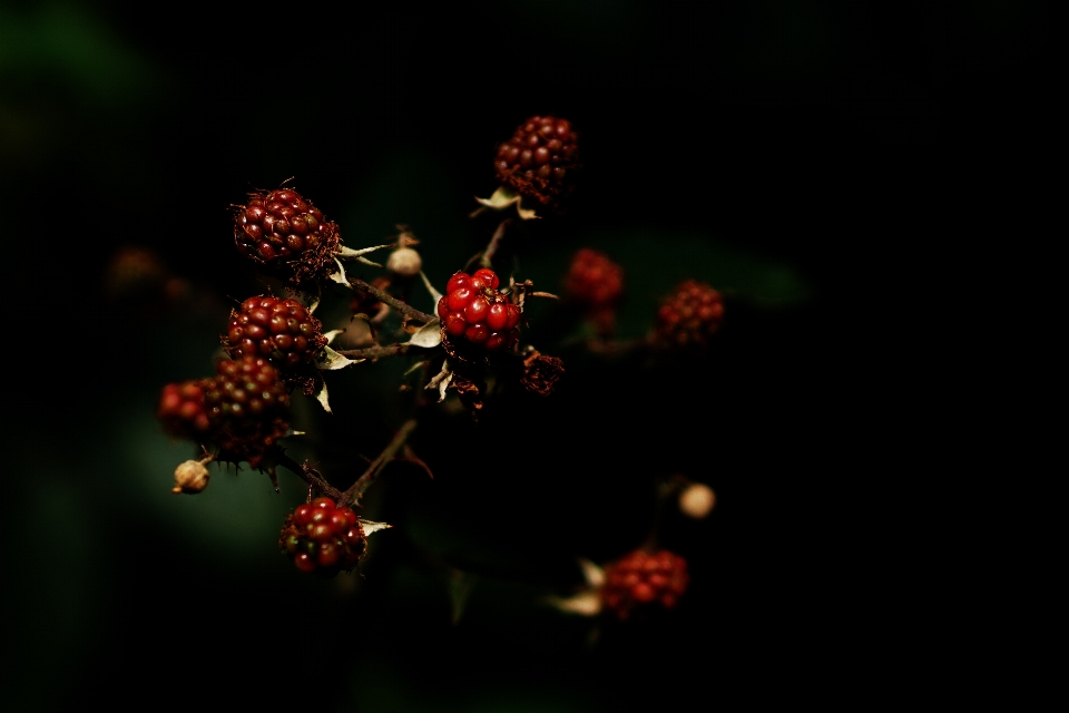 Tree nature branch blossom