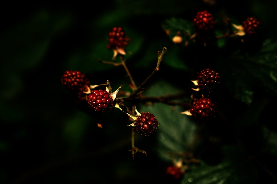 Nature branch blossom light