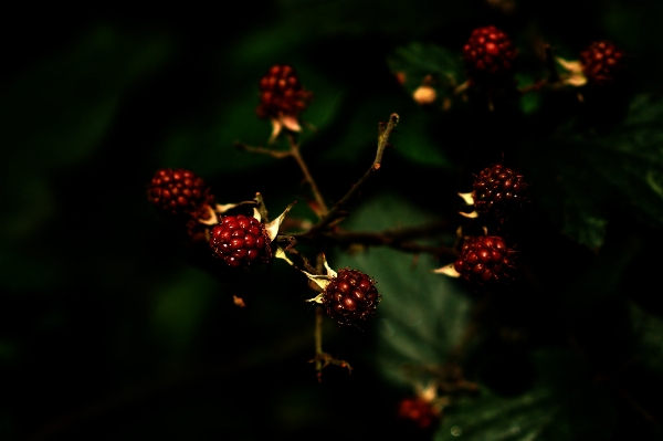 Nature branch blossom light Photo