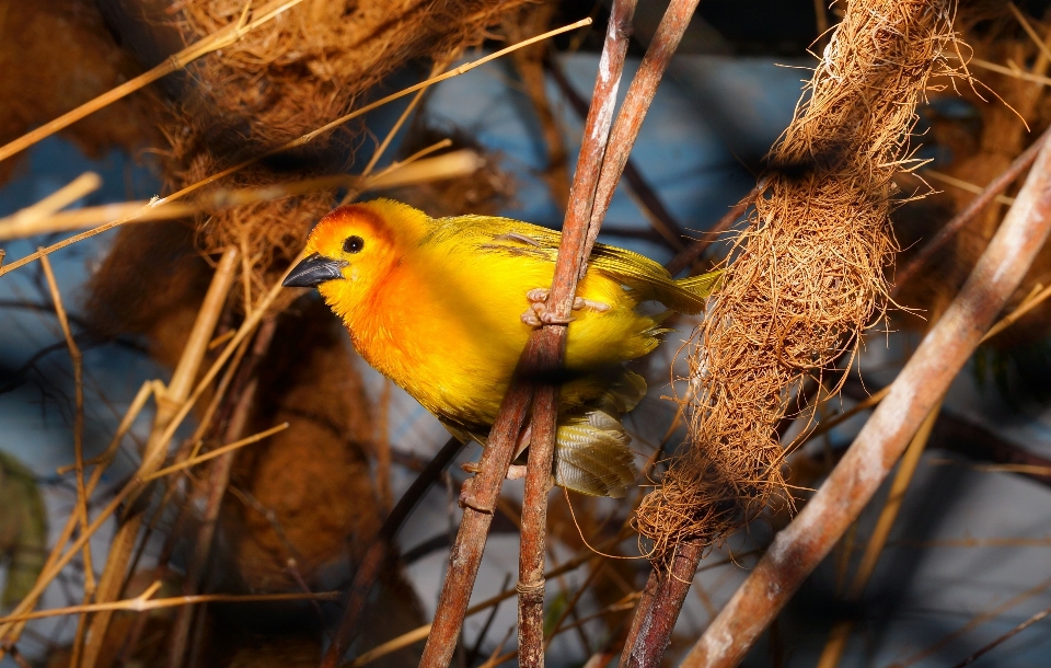 Nature bifurquer oiseau fleur