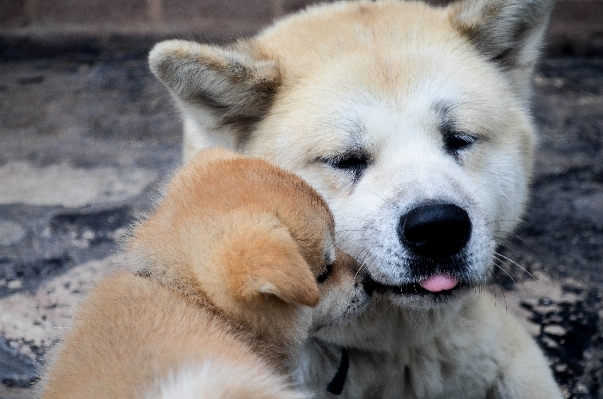 犬 愛 哺乳類 父と息子
 写真