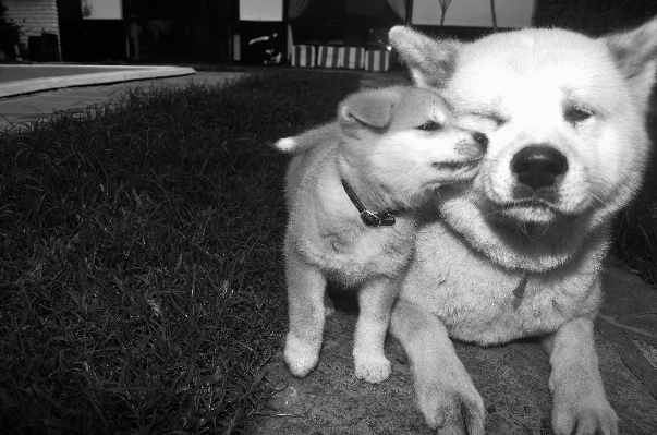 黒と白
 子犬 犬 愛 写真