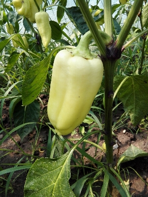 Foto Planta fruta flor verano