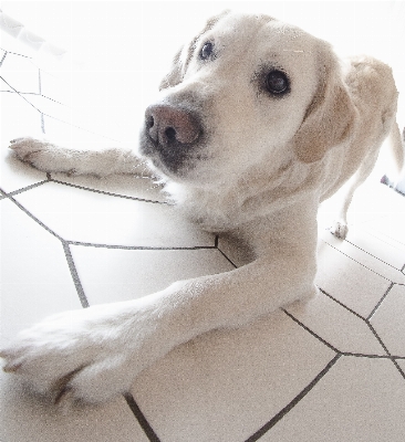 Foto Natura cane animale maschio