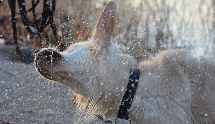 Foto Acqua natura foresta nevicare