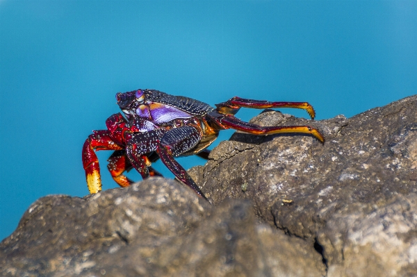 Foto Mare costa acqua natura